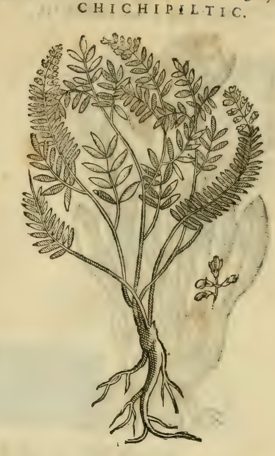 Hernández XI 367r, chichipiltic