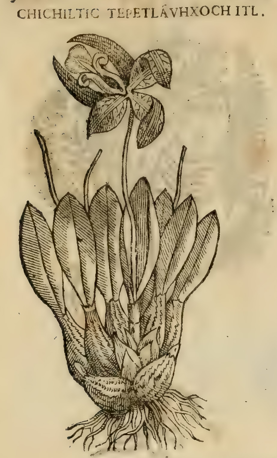 Hernández XI 368v, chichiltic tepetlauhxochitl