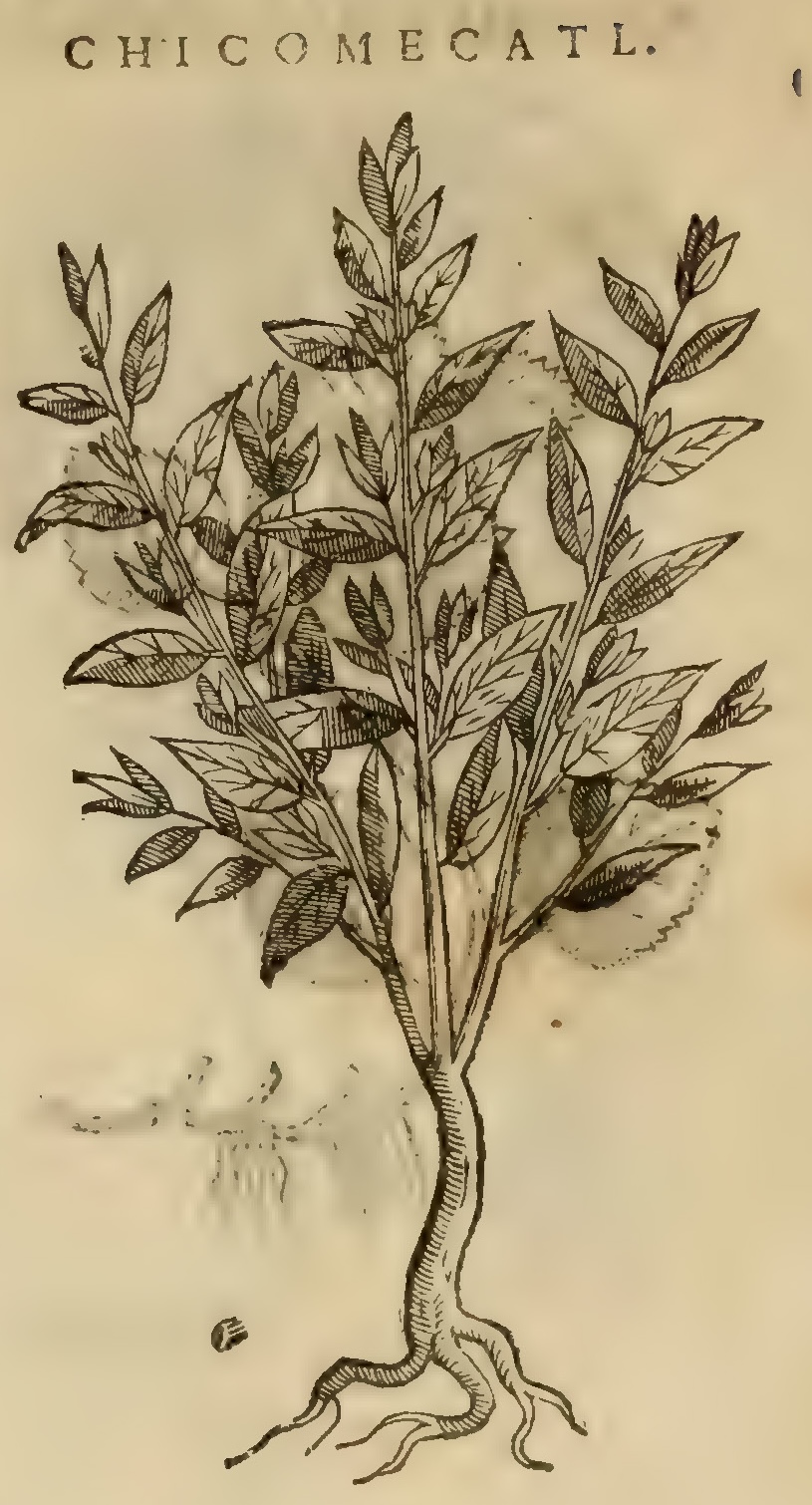 Hernández XI 368v, chicomecatl