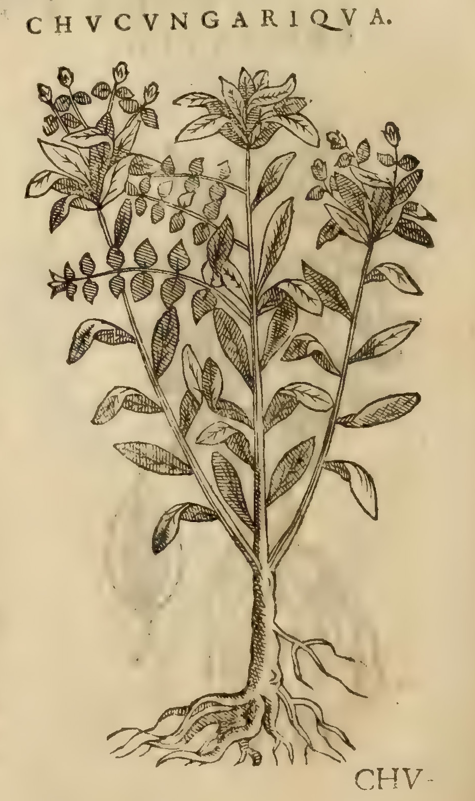 Hernández XI 368v, chucungariqua