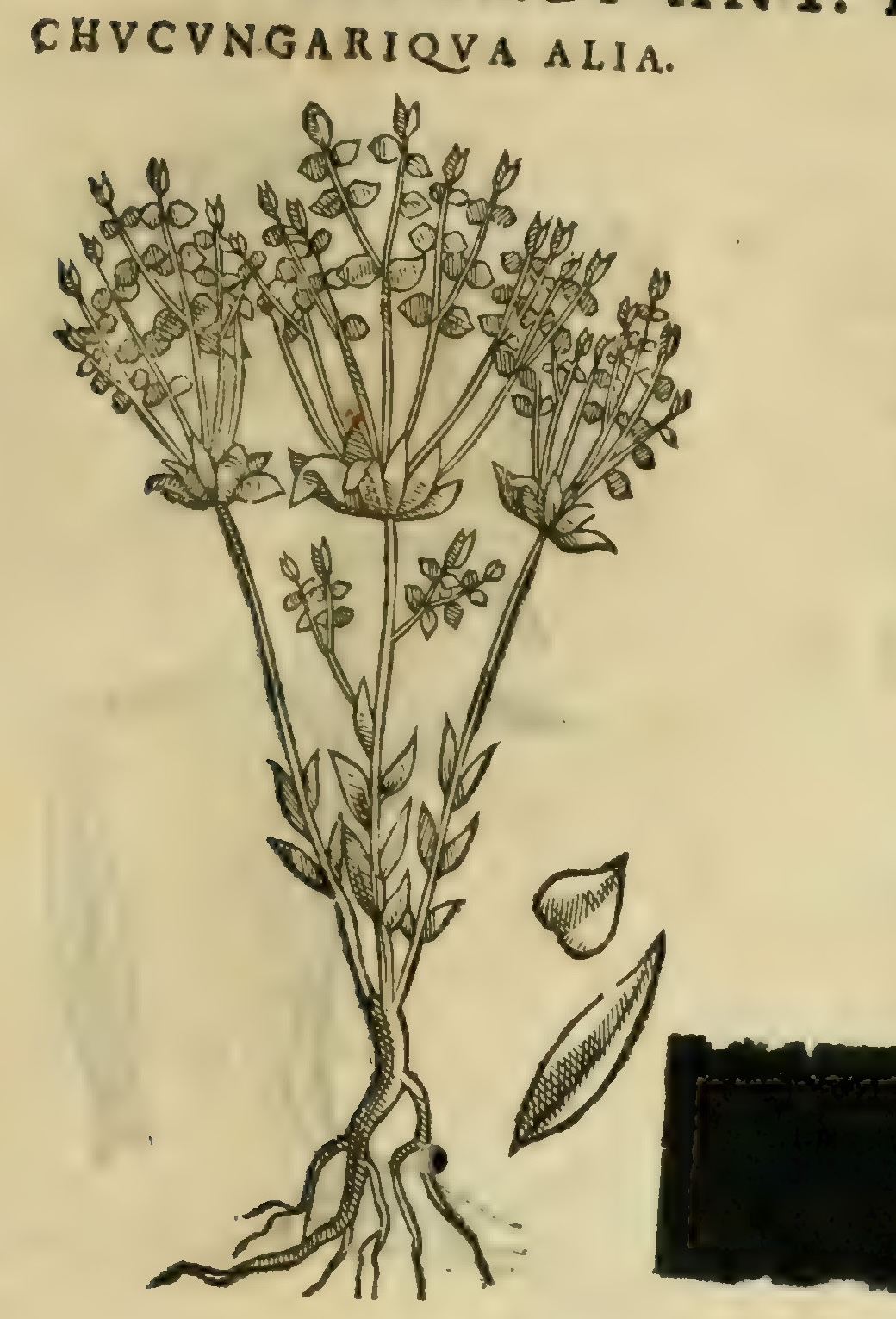 Hernández XI 369r, chucungariqua alia