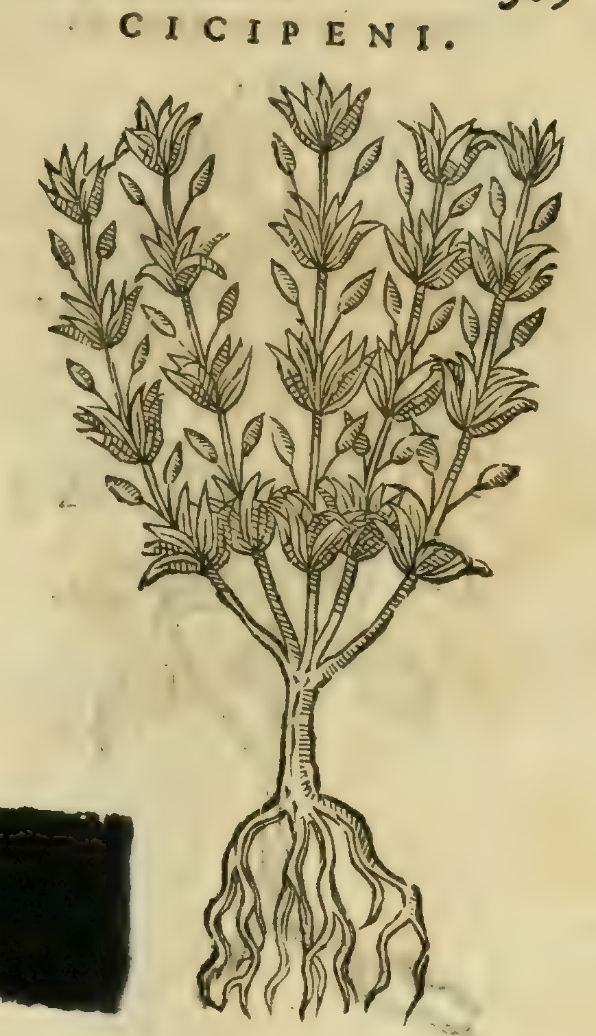 Hernández XI 369r, cicipeni