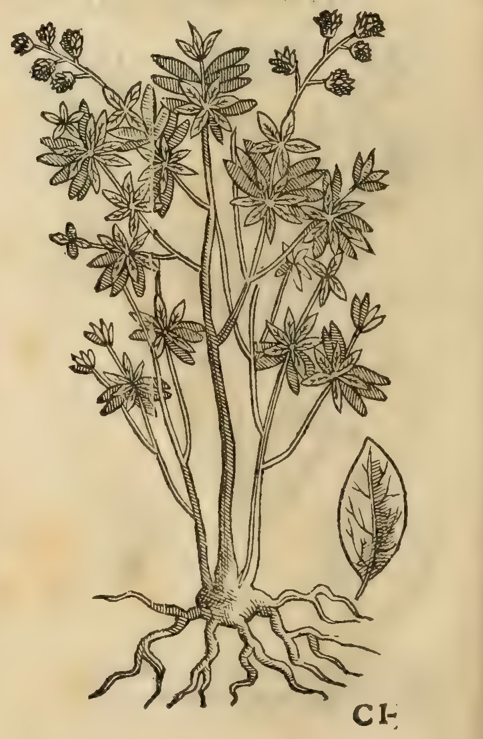 Hernández XI 370v, cihuapatli axitzalpatli