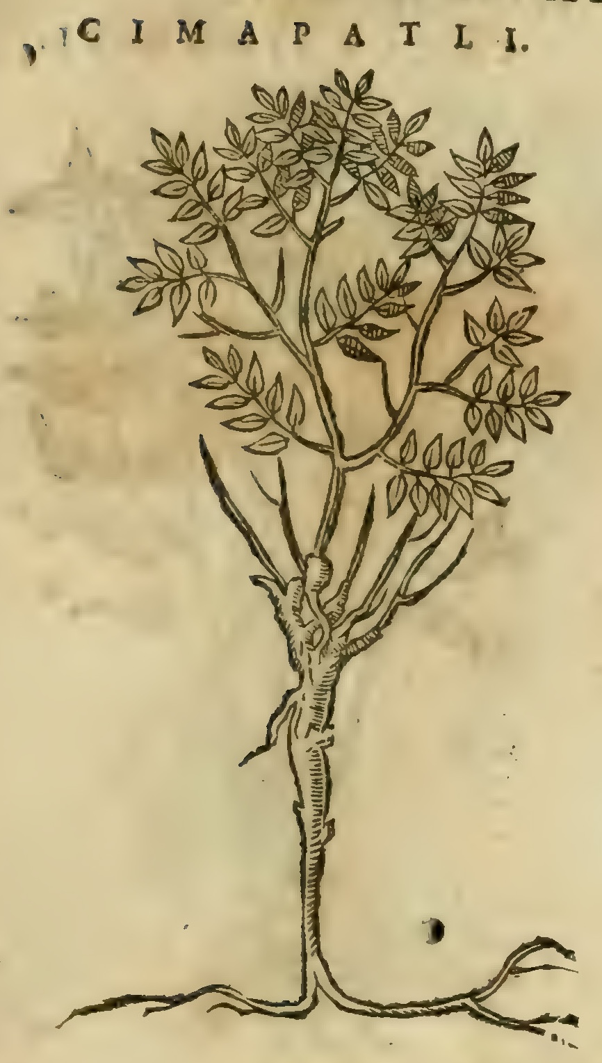 Hernández XI 371r, zimapatli