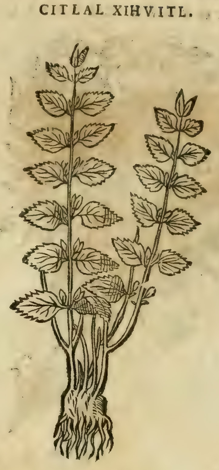 Hernández XI 371r, zitlal xihuitl.
