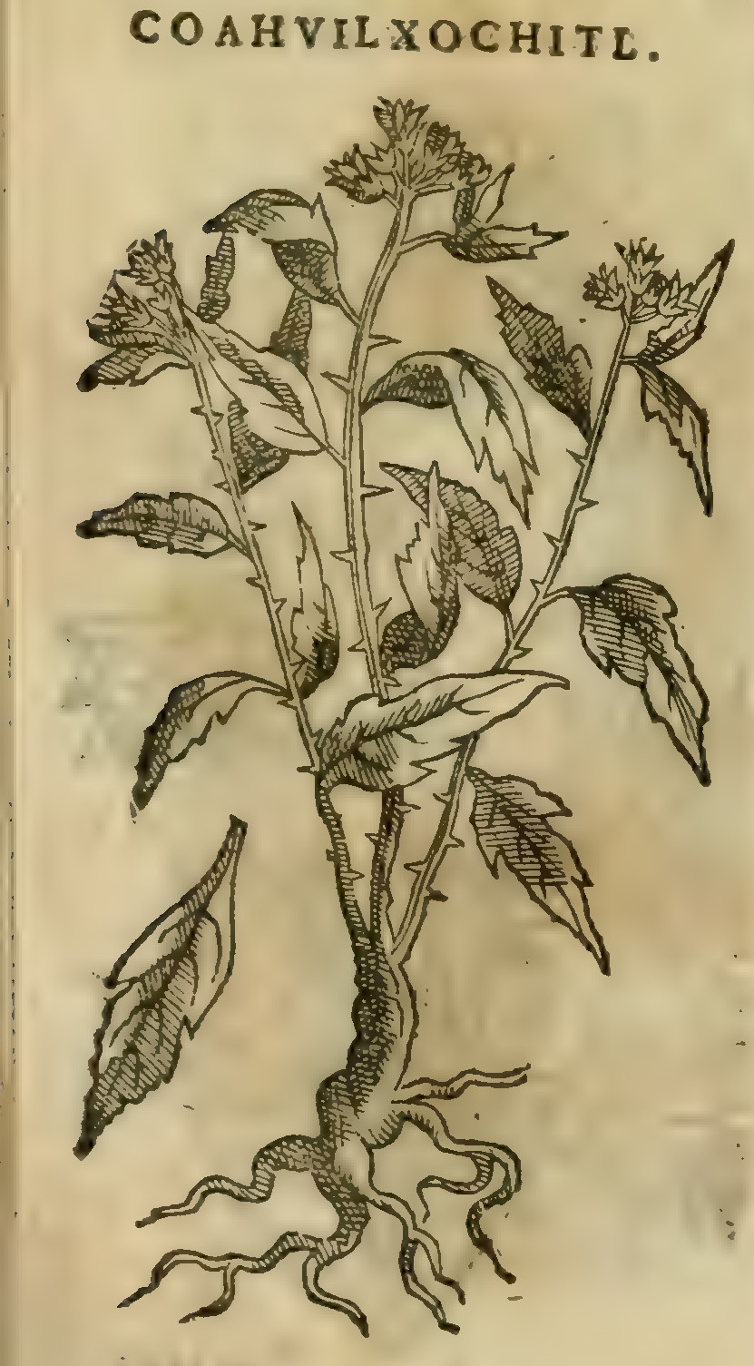 Hernández XI 371r, coahuilxochitl.