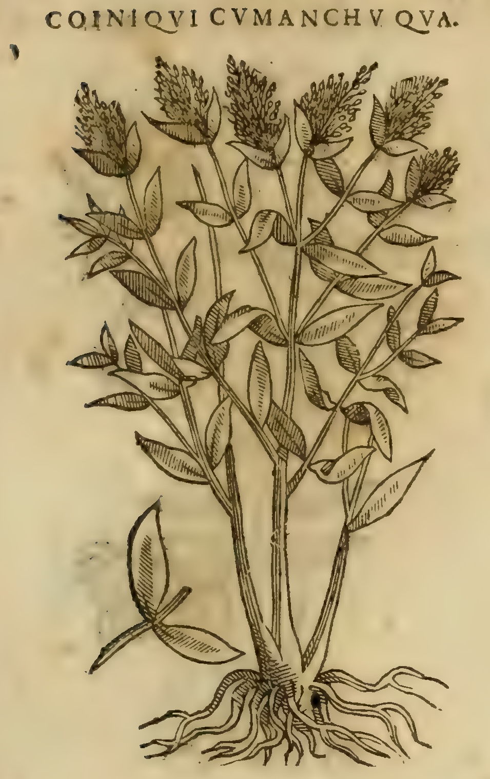 Hernández XI 373r, coiniqui cumachu qua