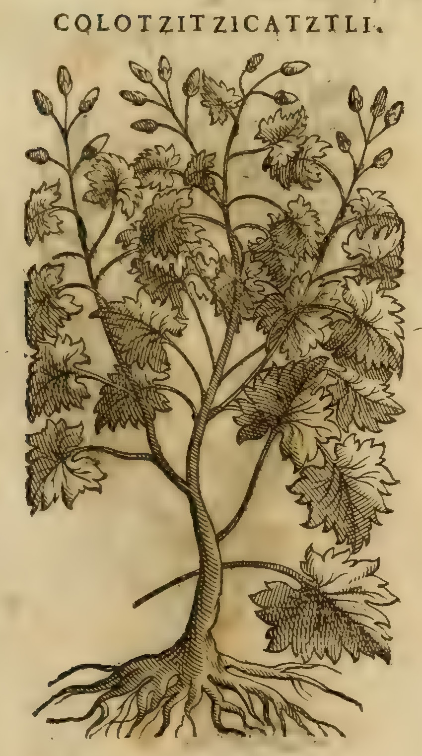 Hernández XI 373r, colotzitzicatztli