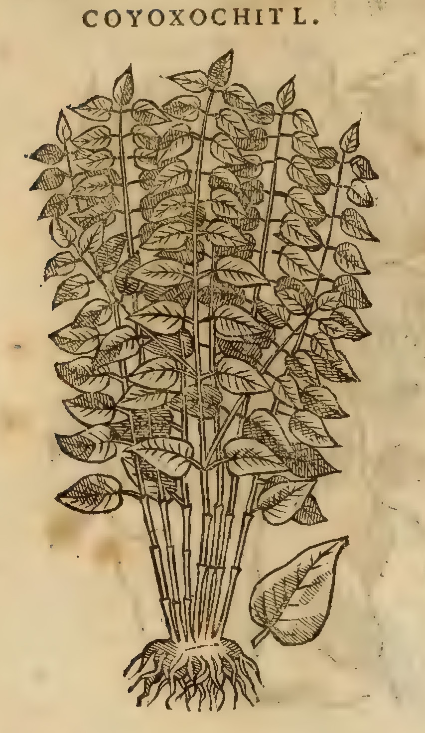 Hernández XI 374v, coyoxochitl