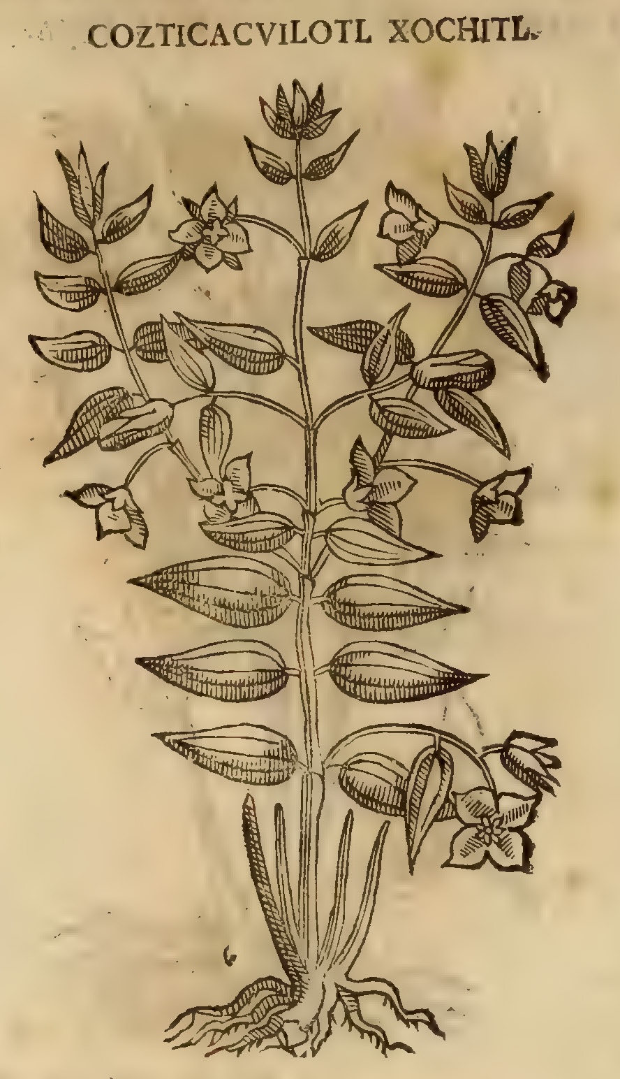 Hernández XI 374v, cozticacuilotl xochitl