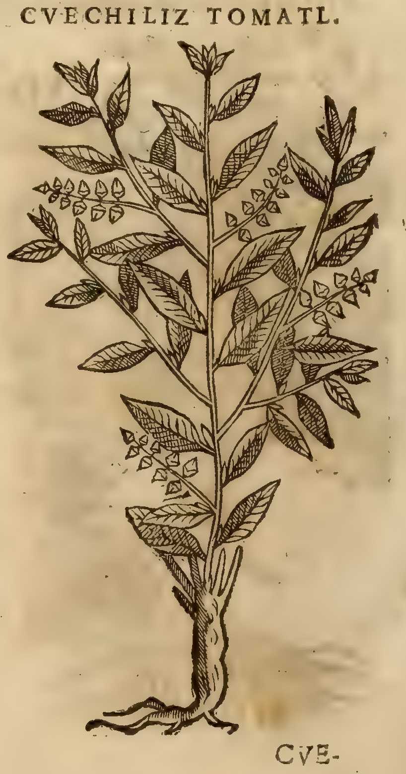 Hernández XI 374v, cuechiliz tomatl