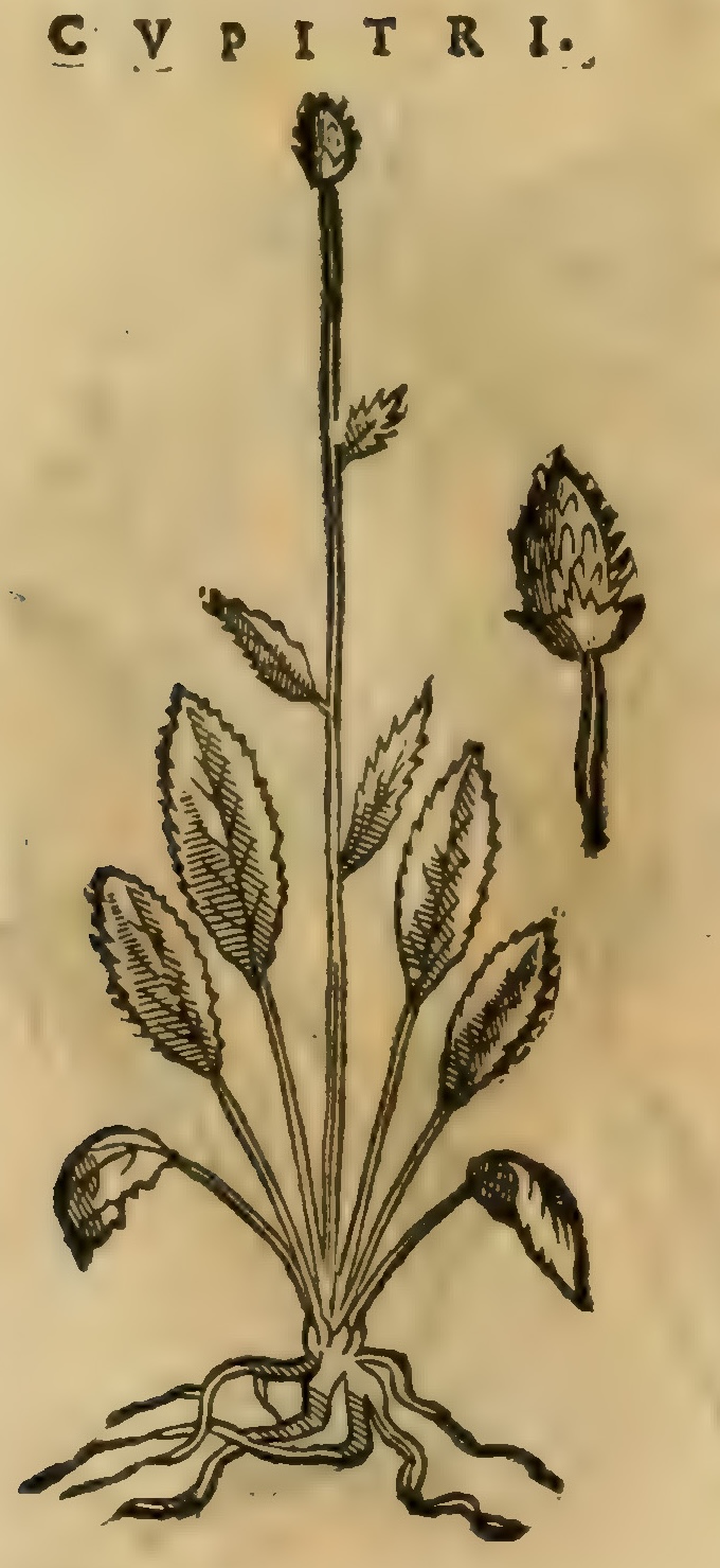 Hernández XI 375r, cupitri
