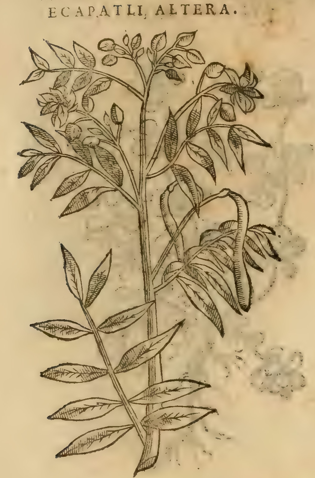 Hernández XI 376v, ecapatli altera