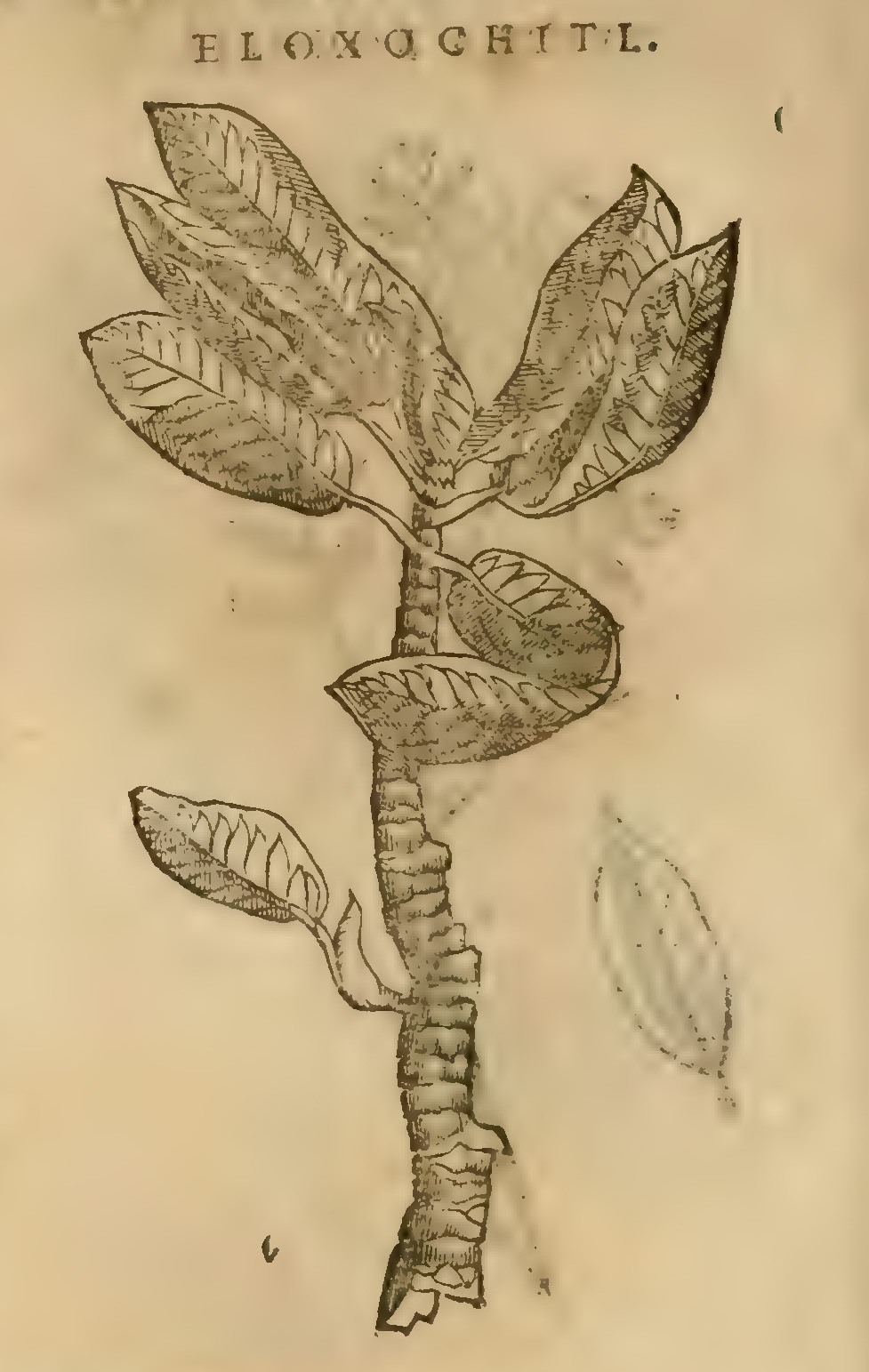 Hernández XI 376v, eloxochitl