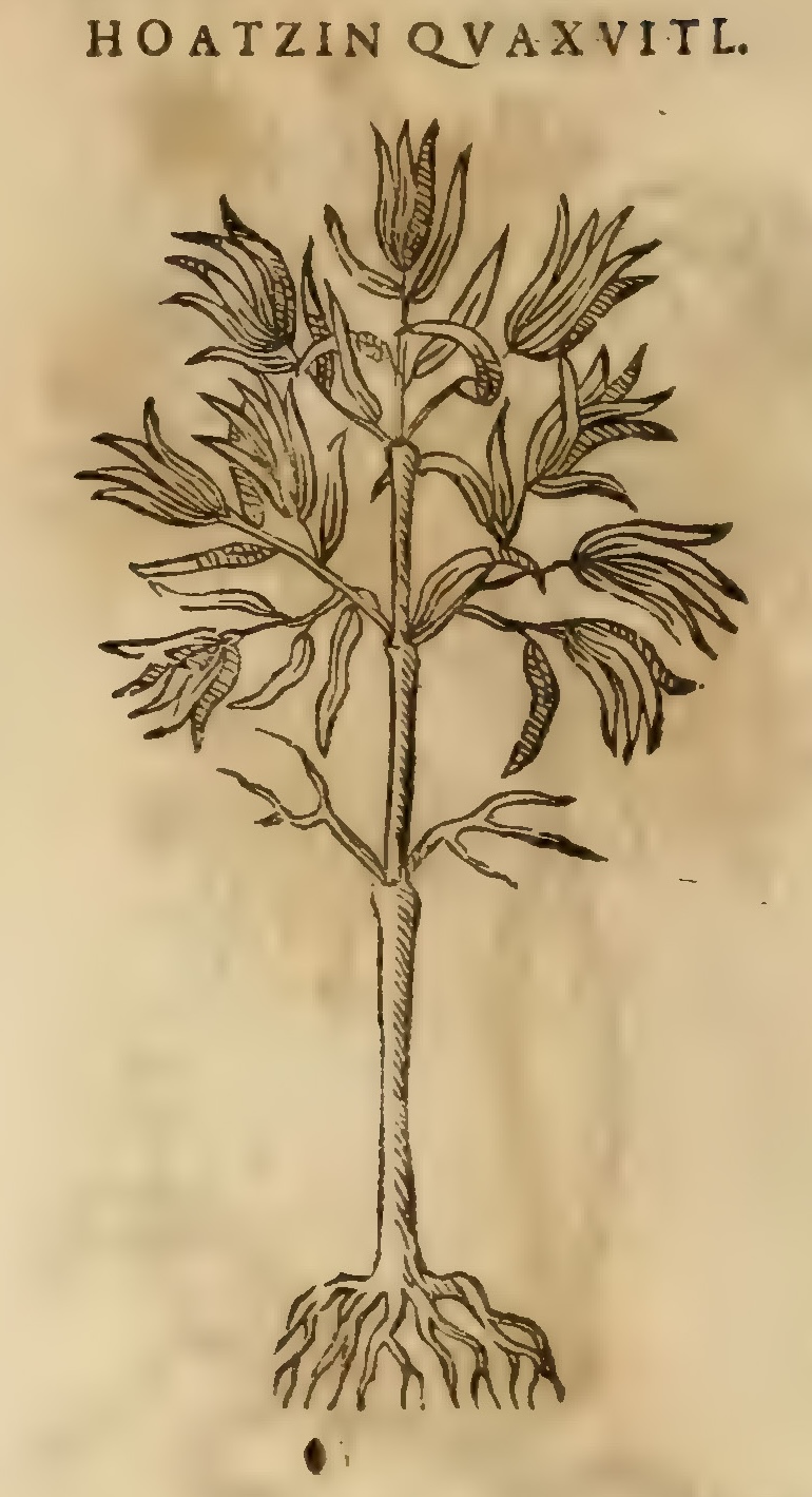 Hernández XI 378v, huatzin quaxuitl