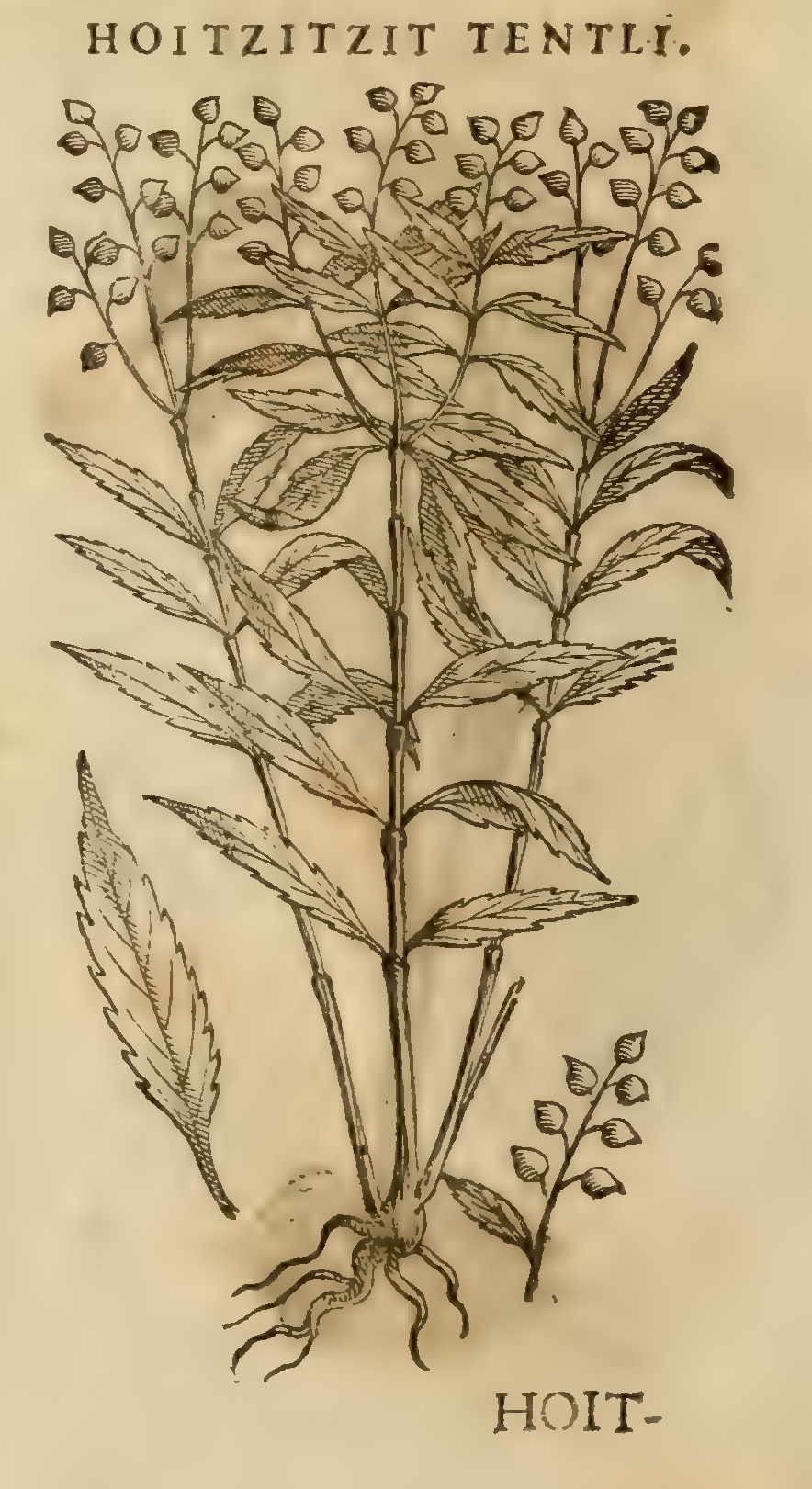Hernández XI 378v, huitzitzit tentli
