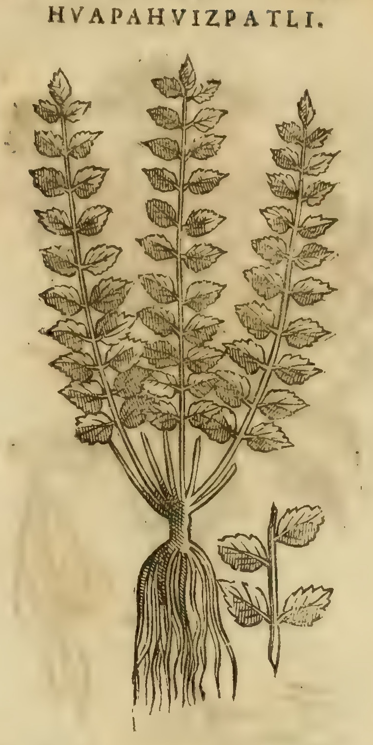 Hernández XI 379r, huapahuizpatli
