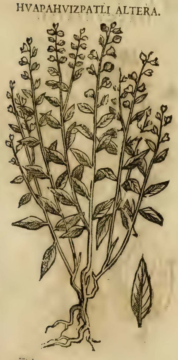 Hernández XI 379r, huapahuizpatli altera