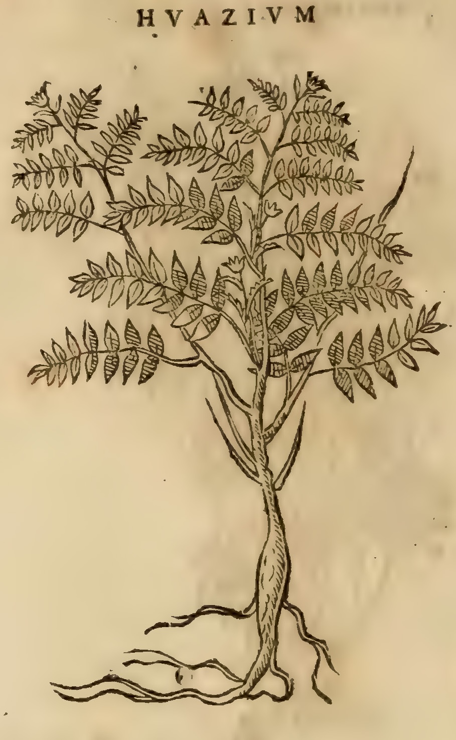 Hernández XI 380v, huazium