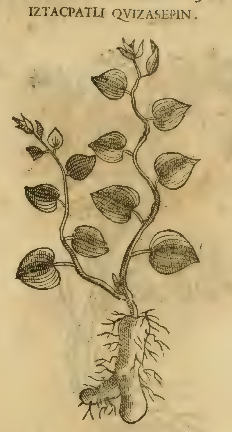 Hernández XI 381r, iztacpatli quizasepin
