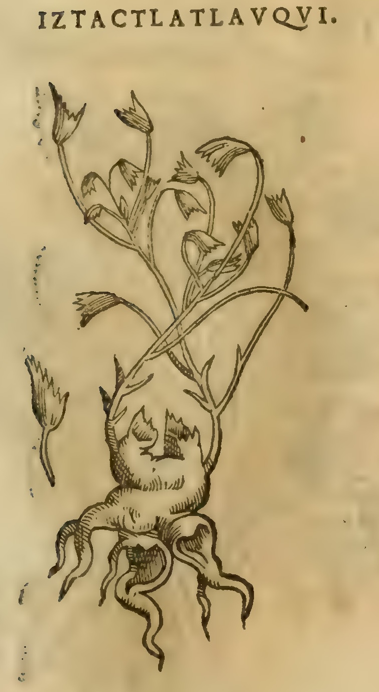 Hernández XI 381r, iztactlatlauqui