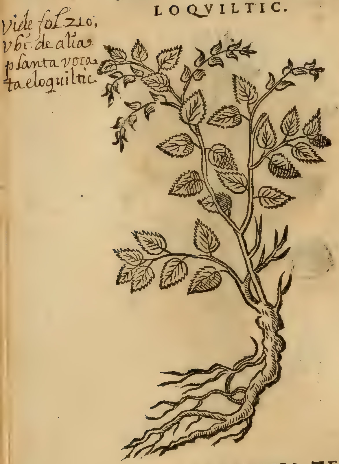 Hernández XI 382v, loquiltic