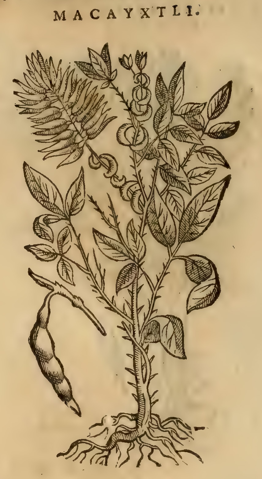 Hernández XI 382v, mecaixtli
