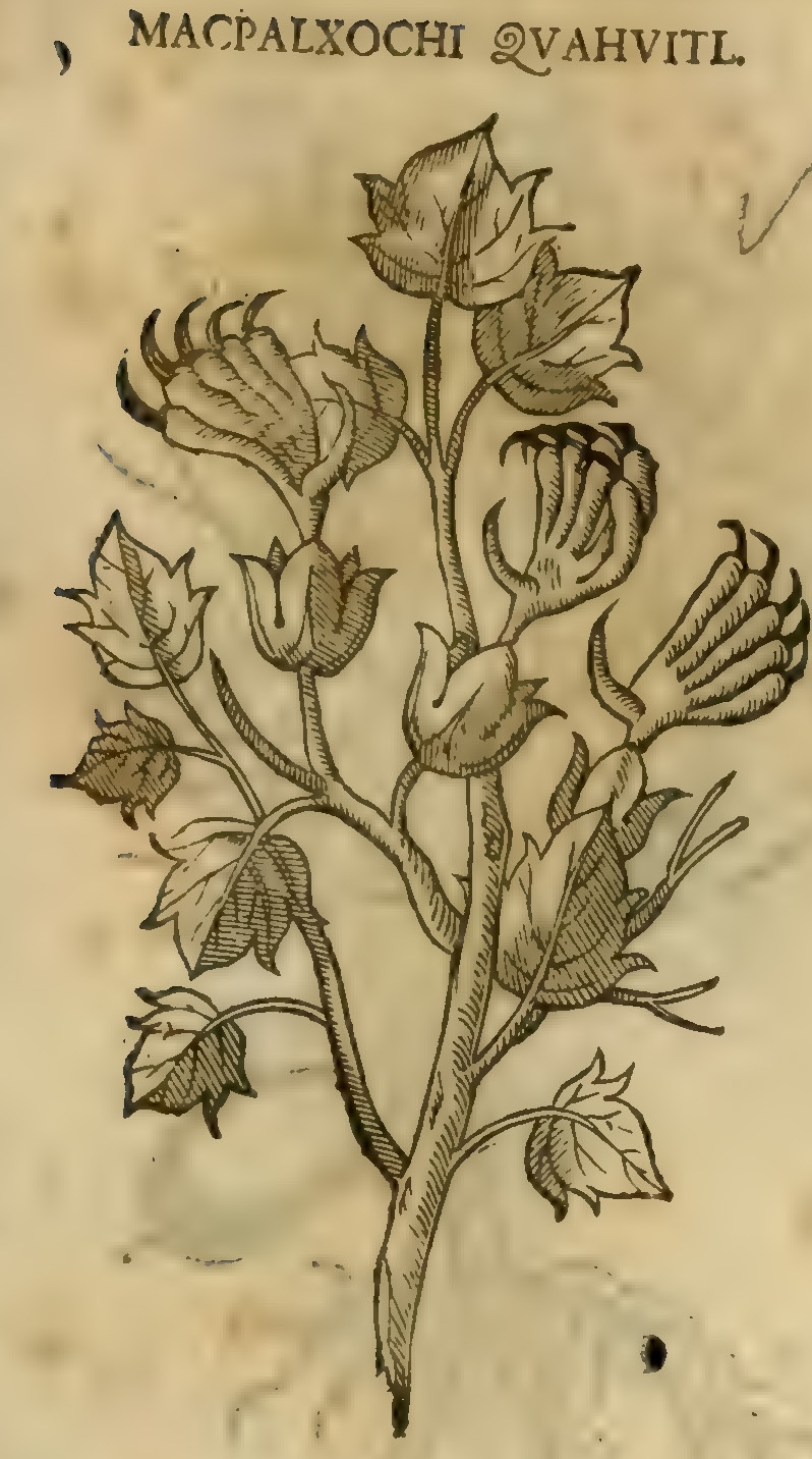 Hernández XI 383r, macpalxochi quahuitl