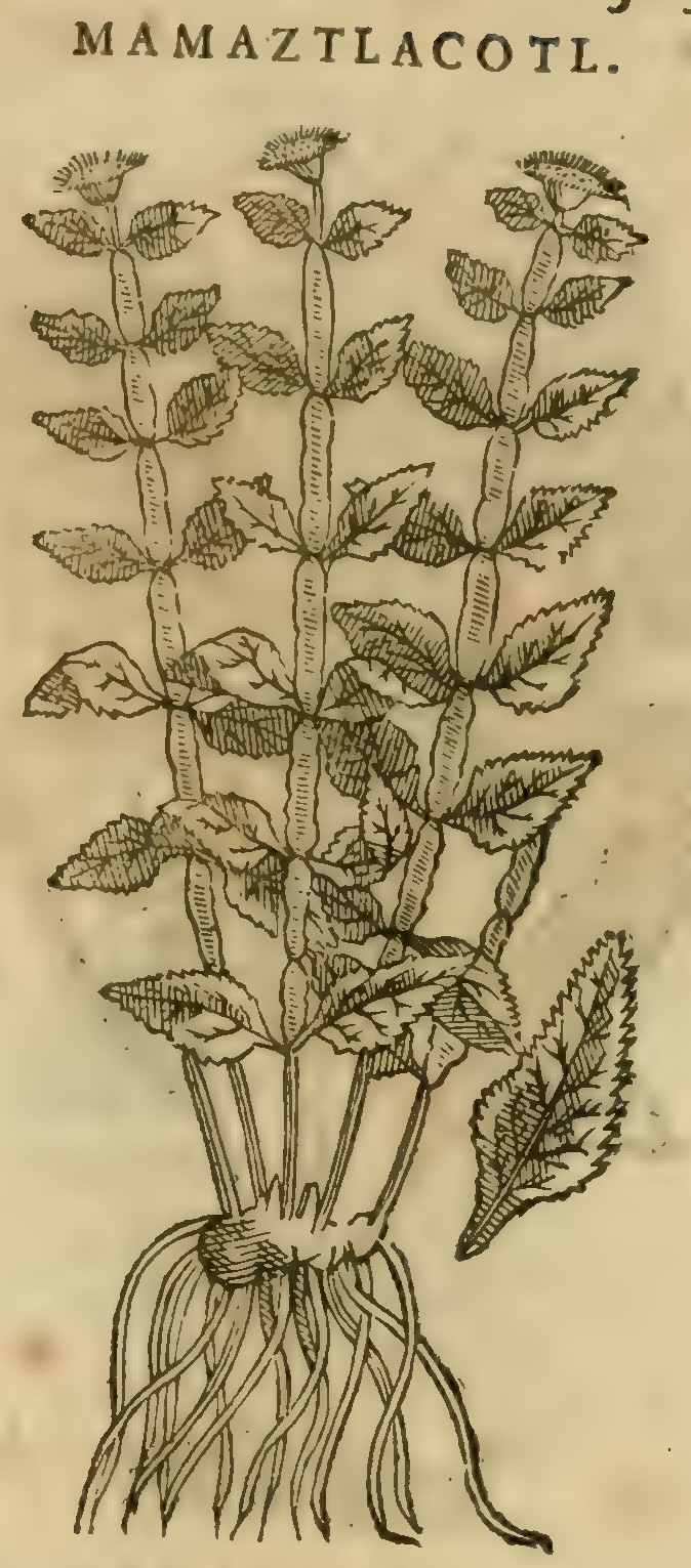 Hernández XI 383r, mamaztlacotl