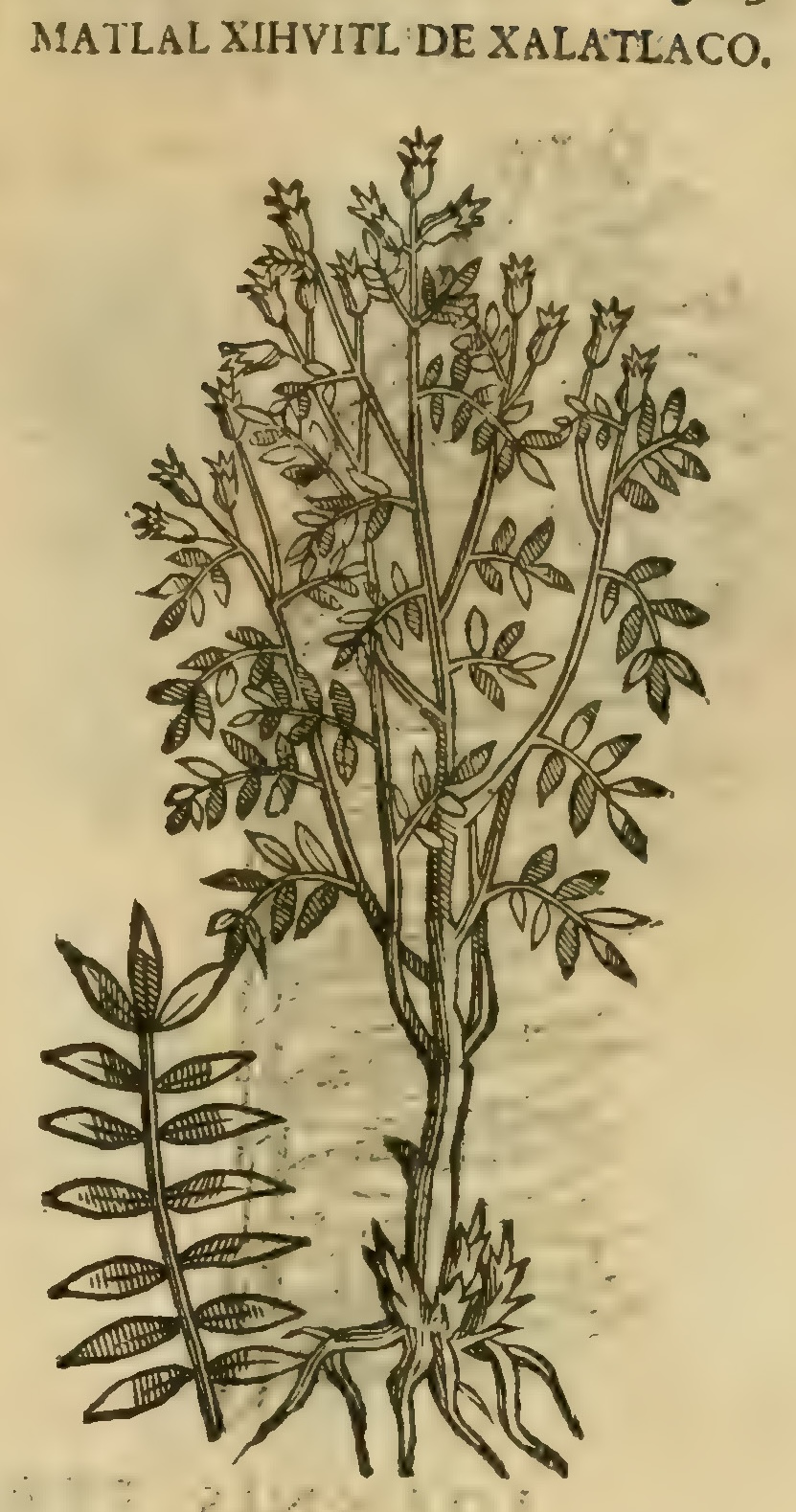 Hernández XI 385r, matlal xihuitl