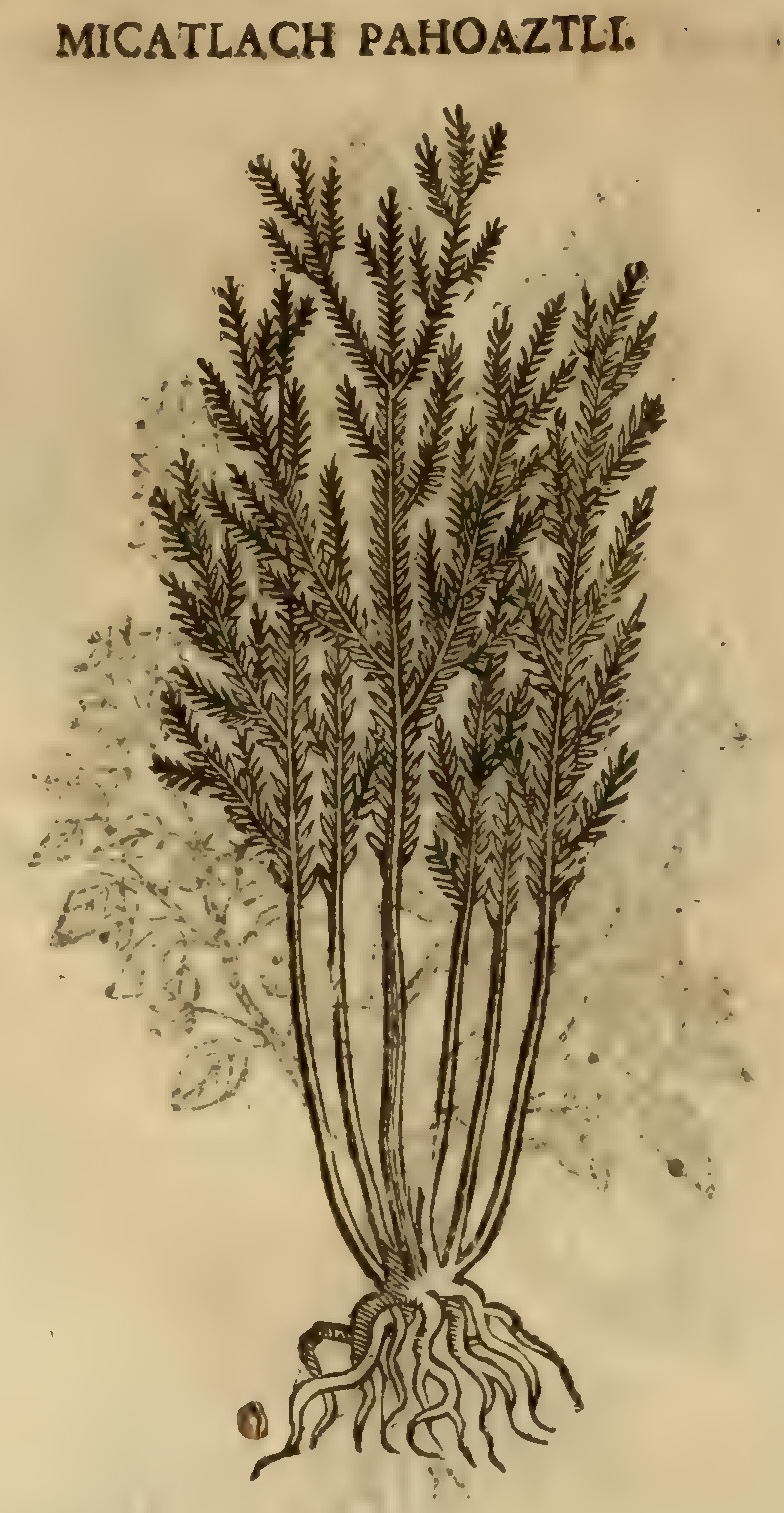 Hernández XI 386v, micatlach pahuaztli