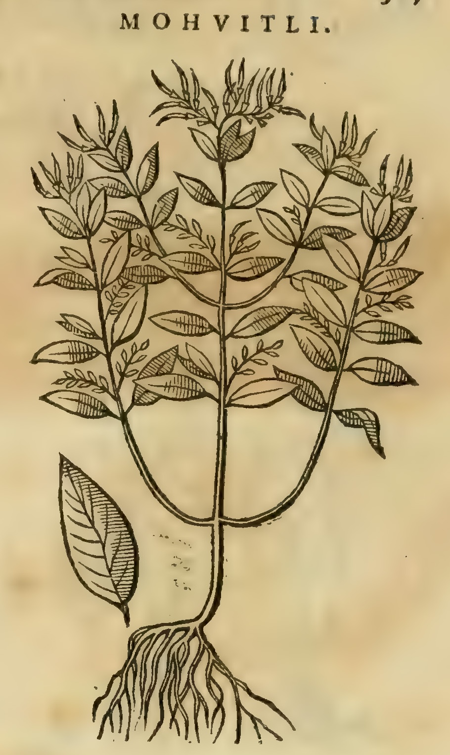 Hernández XI 387r, mohuitli