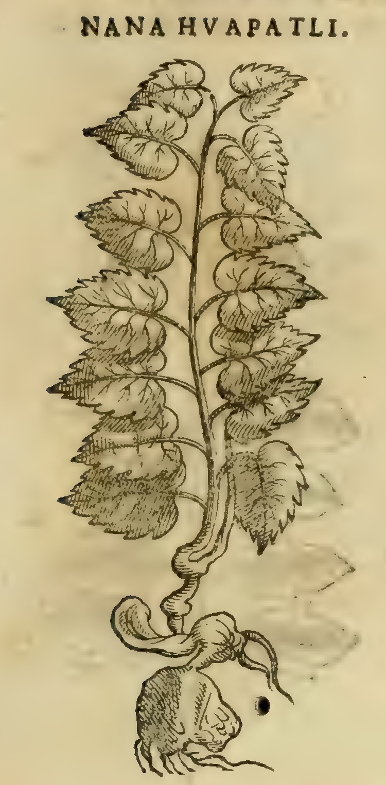 Hernández XI 389r, nana huapatli