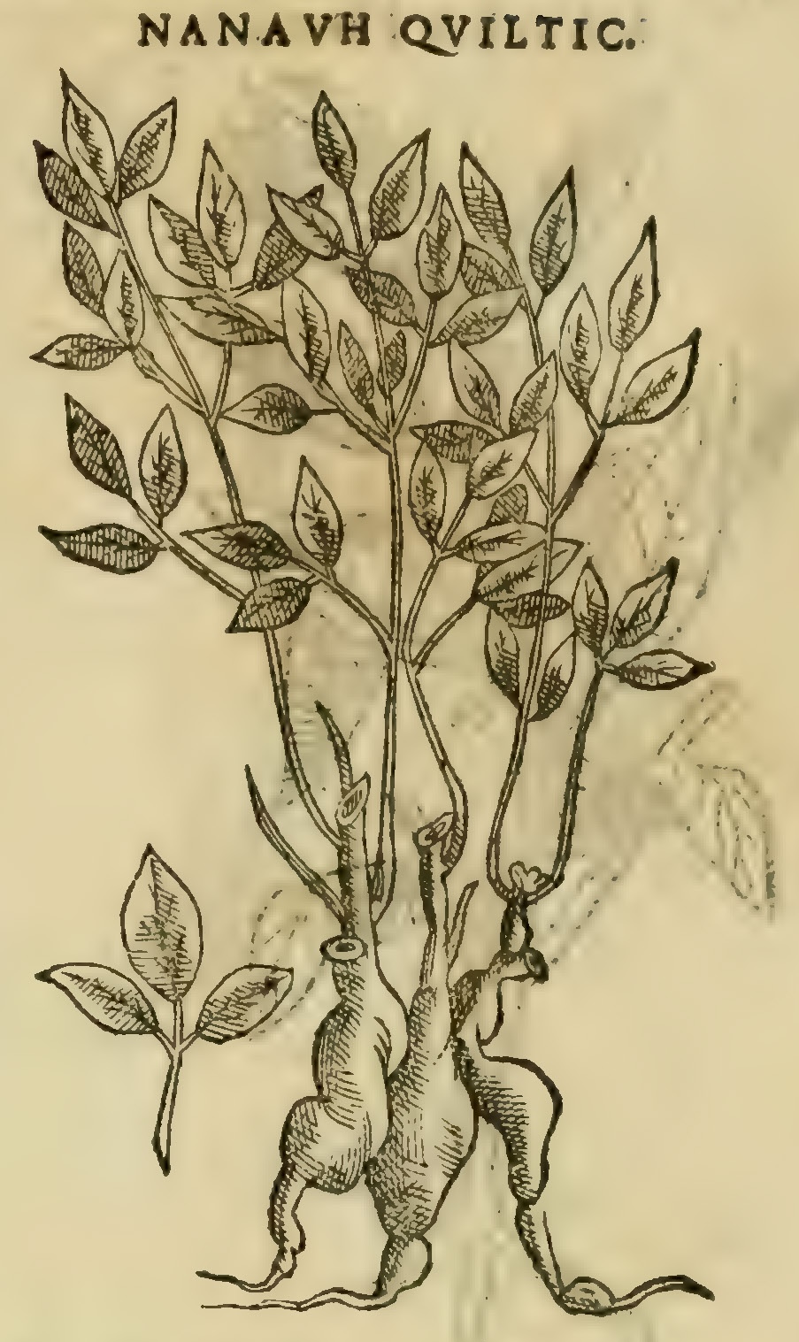 Hernández XI 389r, nanauh quiltic