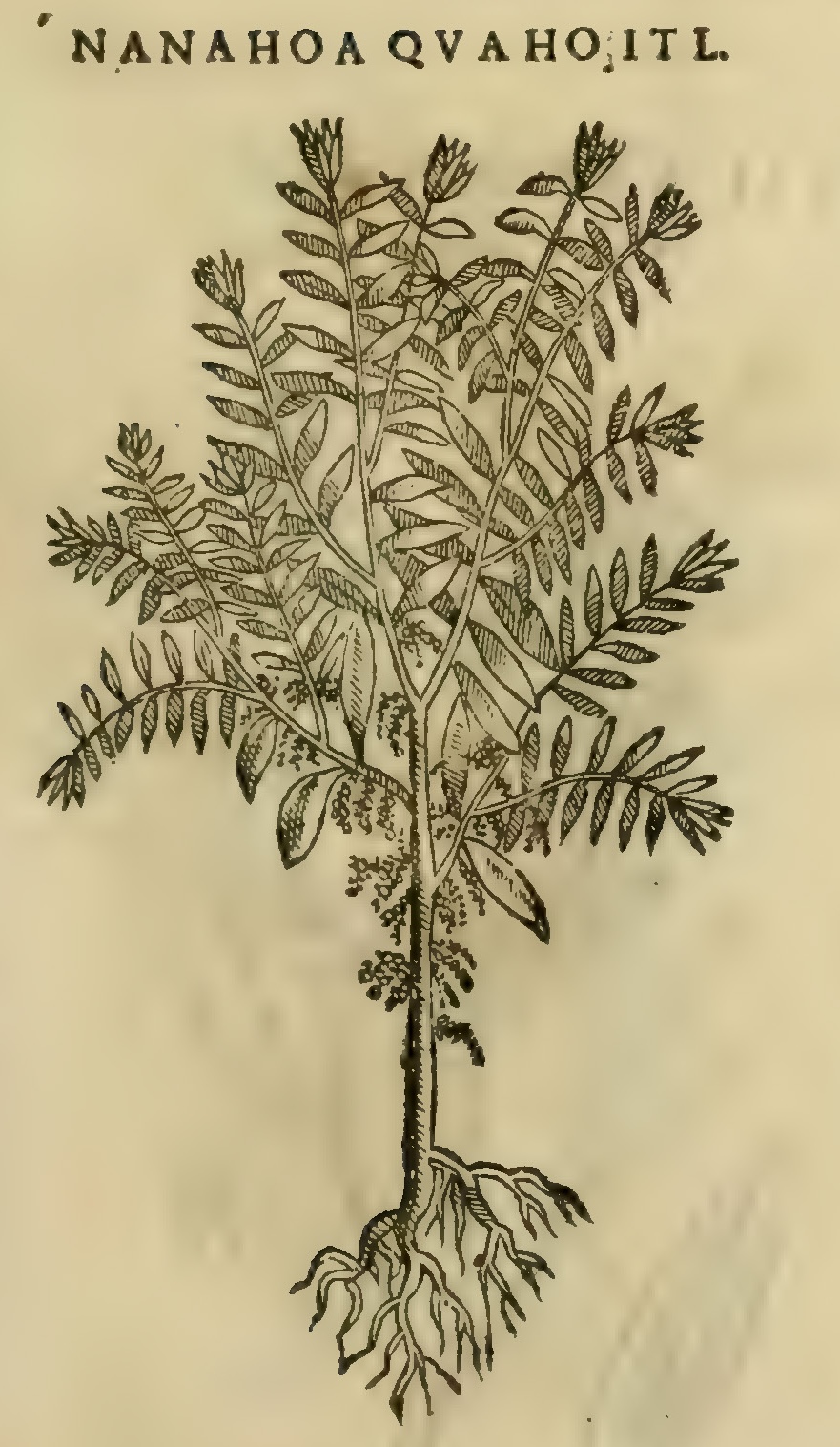 Hernández XI 389r, nanahua cuahuitl