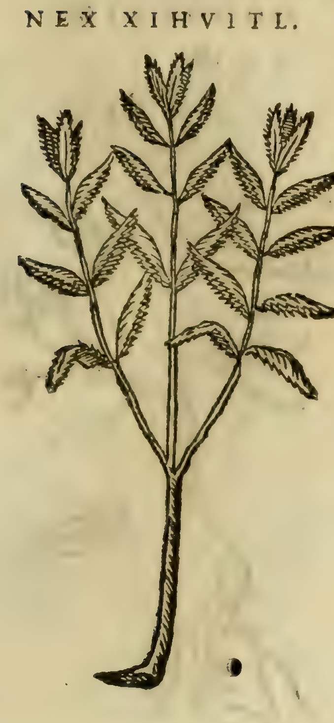 Hernández XI 391r, nex xihuitl