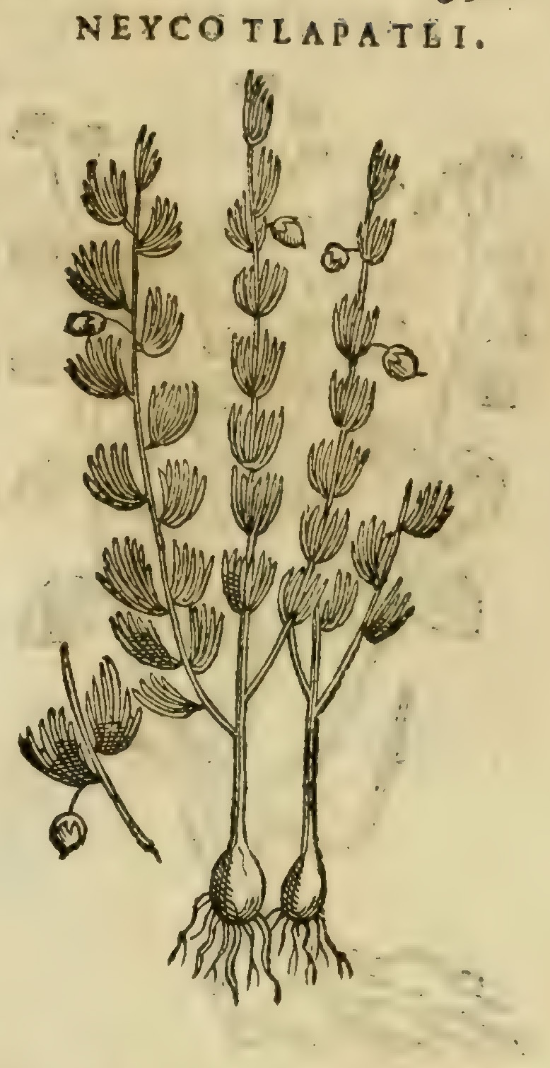 Hernández XI 391r, neicotlapatli