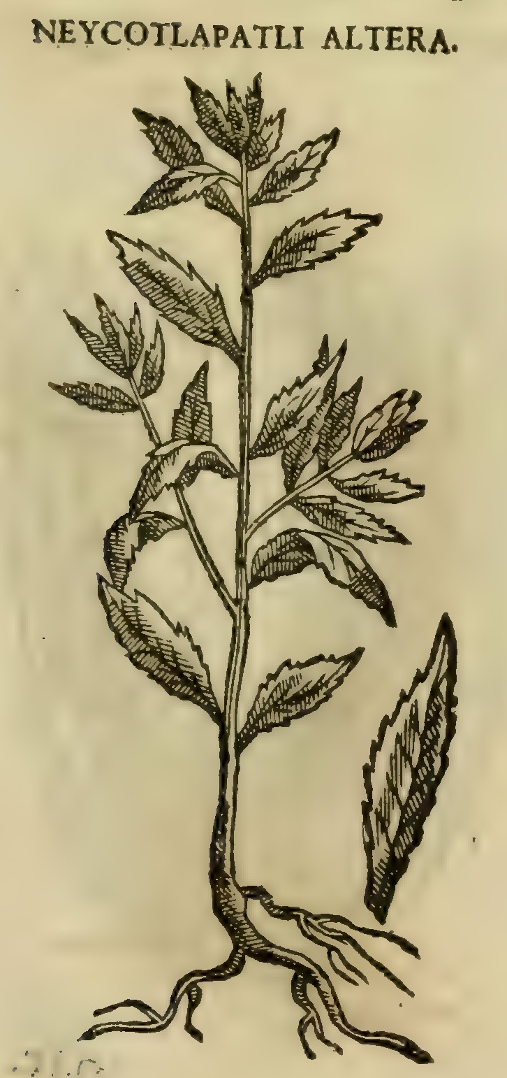 Hernández XI 391r, neicotlapatli altera