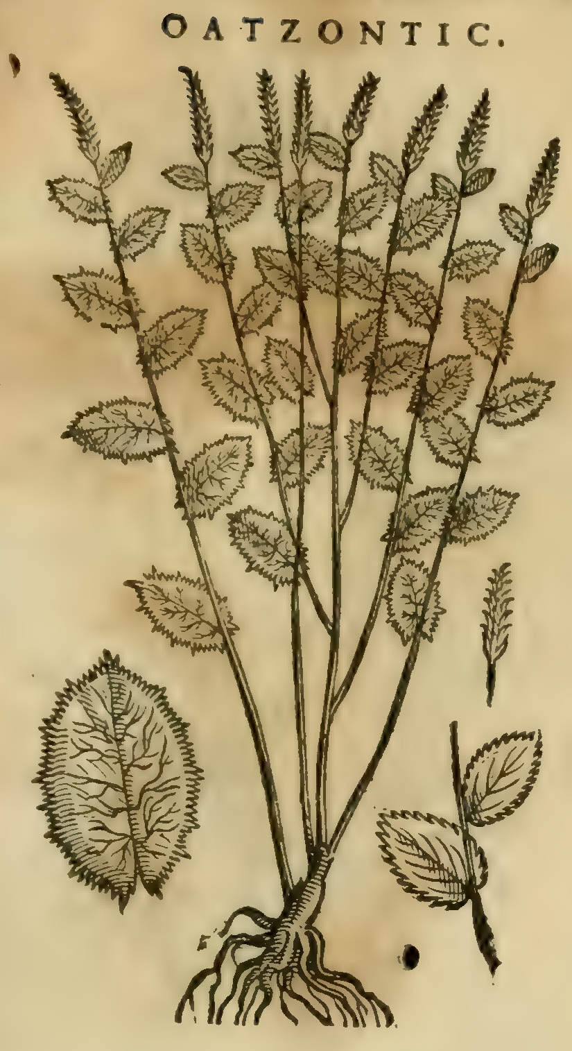 Hernández XI 393r, oatzontic
