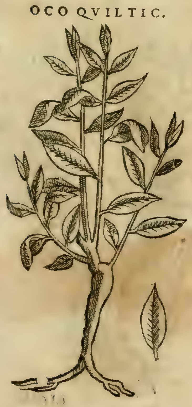 Hernández XI 393r, ococuiltic