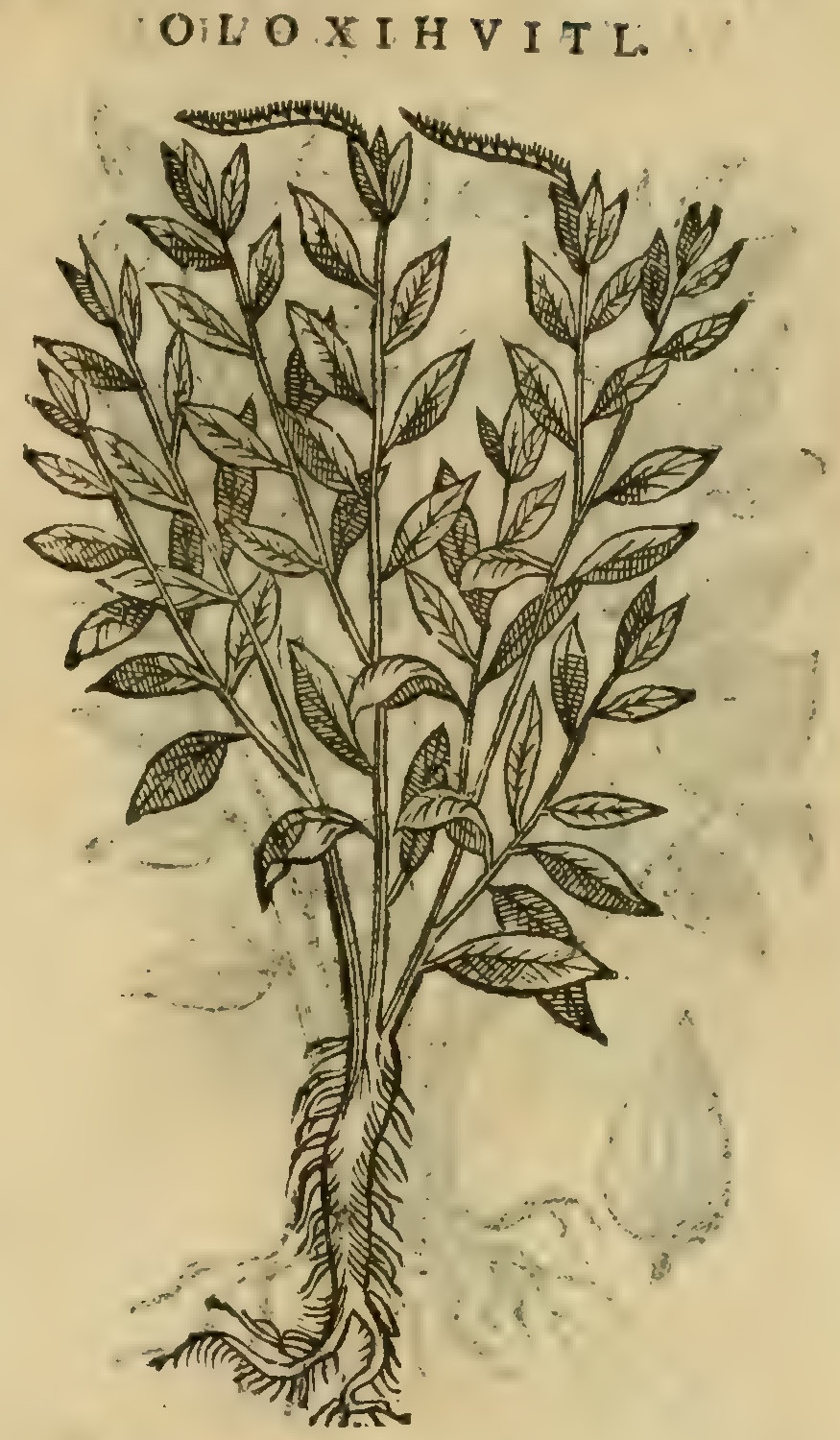 Hernández XI 394r, oloxihuitl