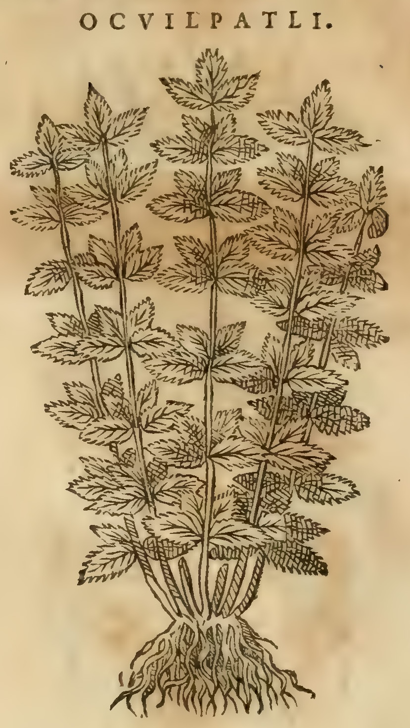Hernández XI 394v, ocuilpatli