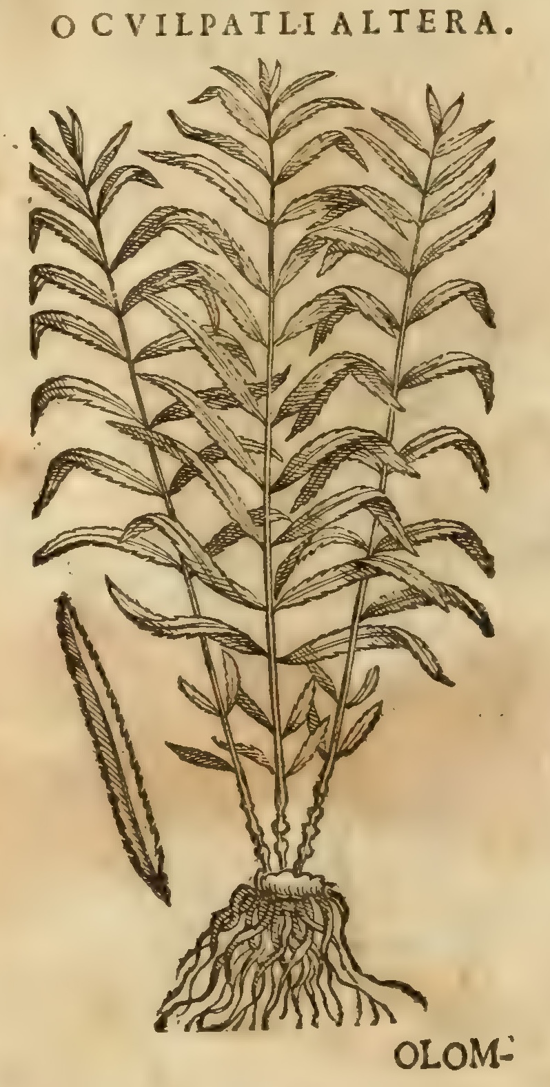 Hernández XI 394v, ocuilpatli altera