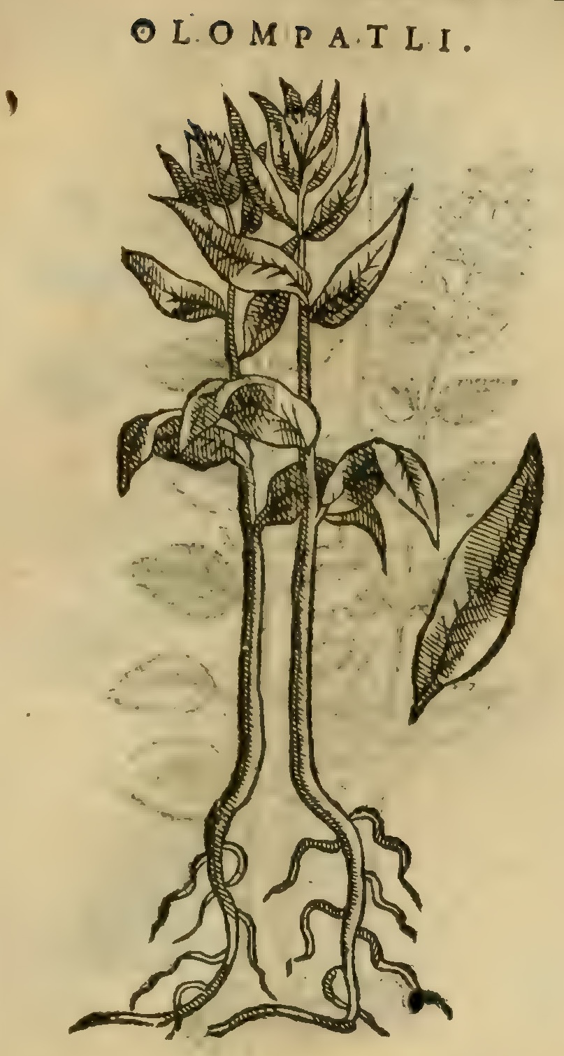 Hernández XI 395r, olompatli
