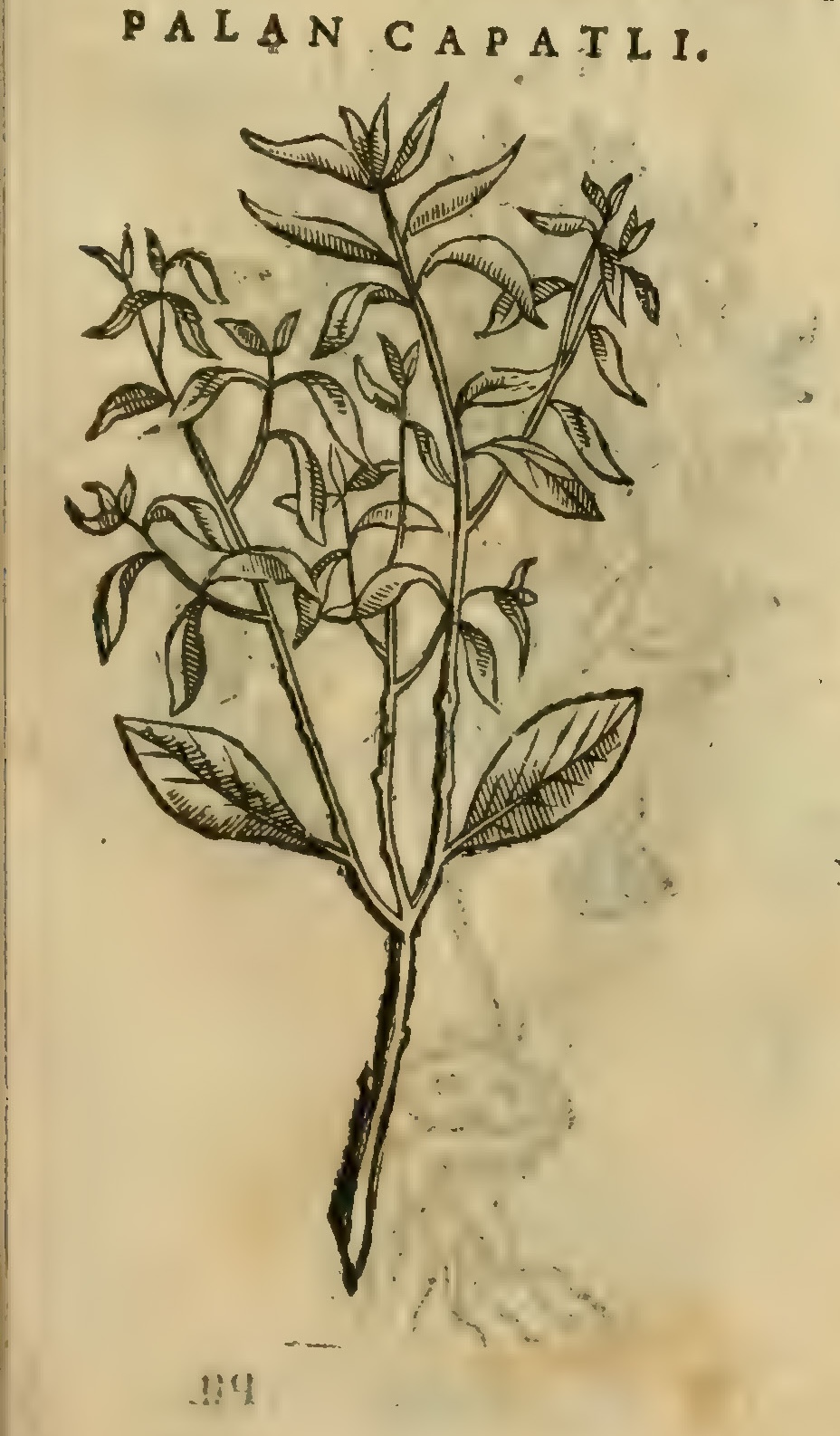 Hernández XI 395r, palan capatli
