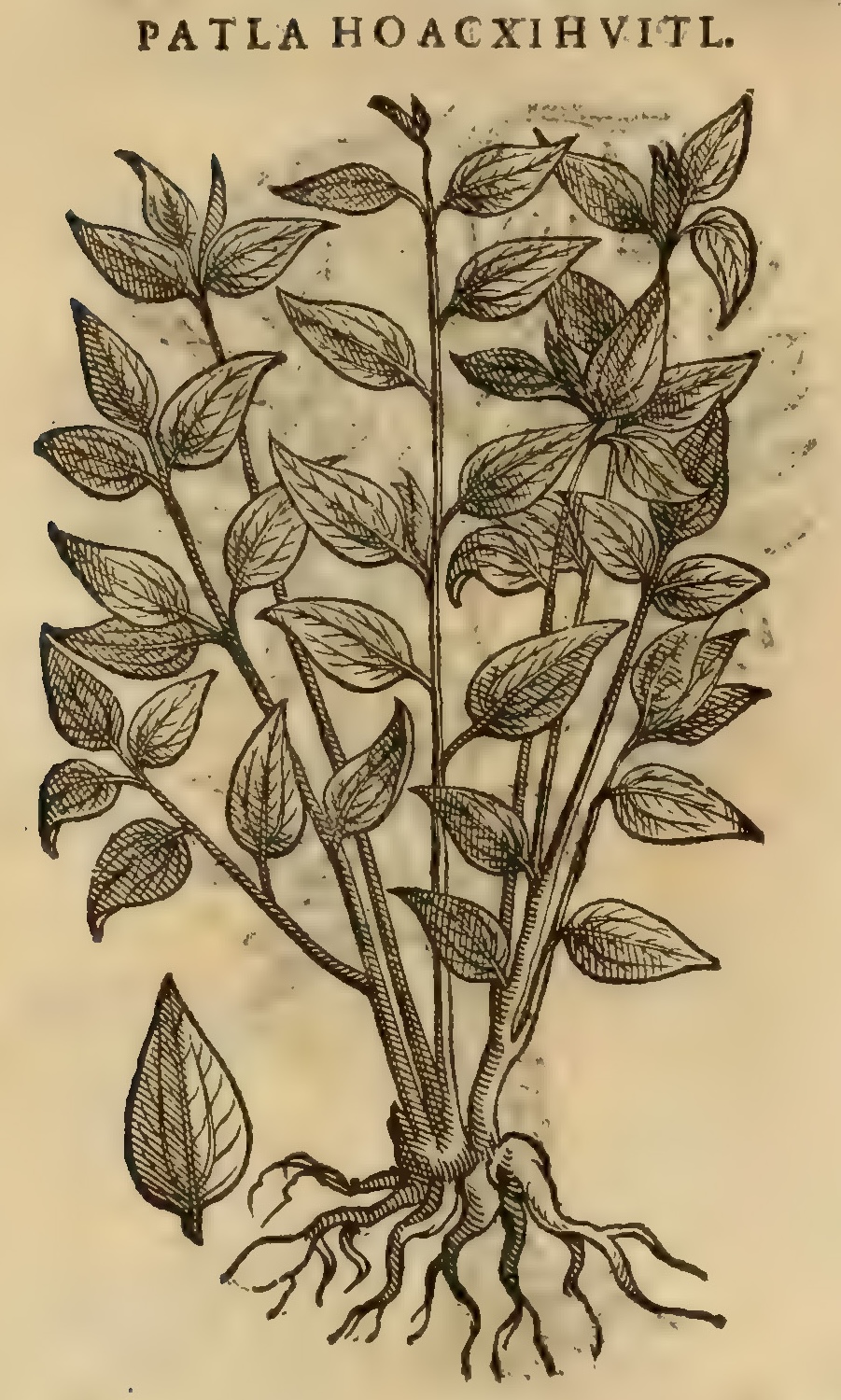 Hernández XI 396v, patla hoacxihuitl
