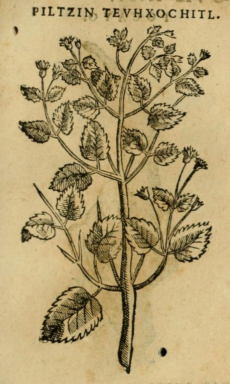 Hernández XI 397r, pitzin teuhxochitl