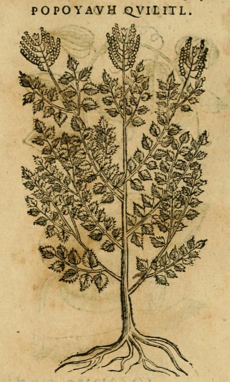 Hernández XI 397r, popoyauh quilit