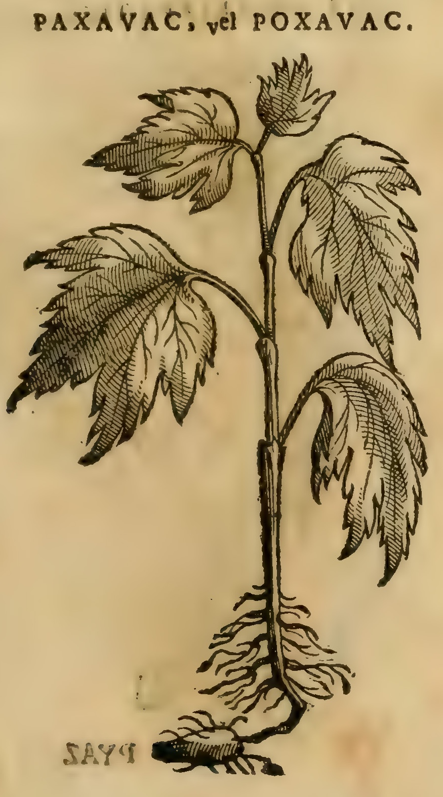 Hernández XI 397r, paxavac/poxavac