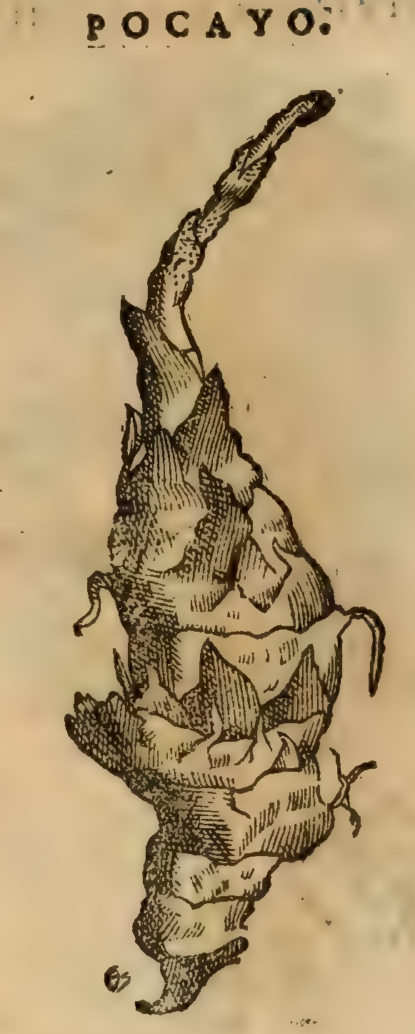 Hernández XI 398v, pocayo